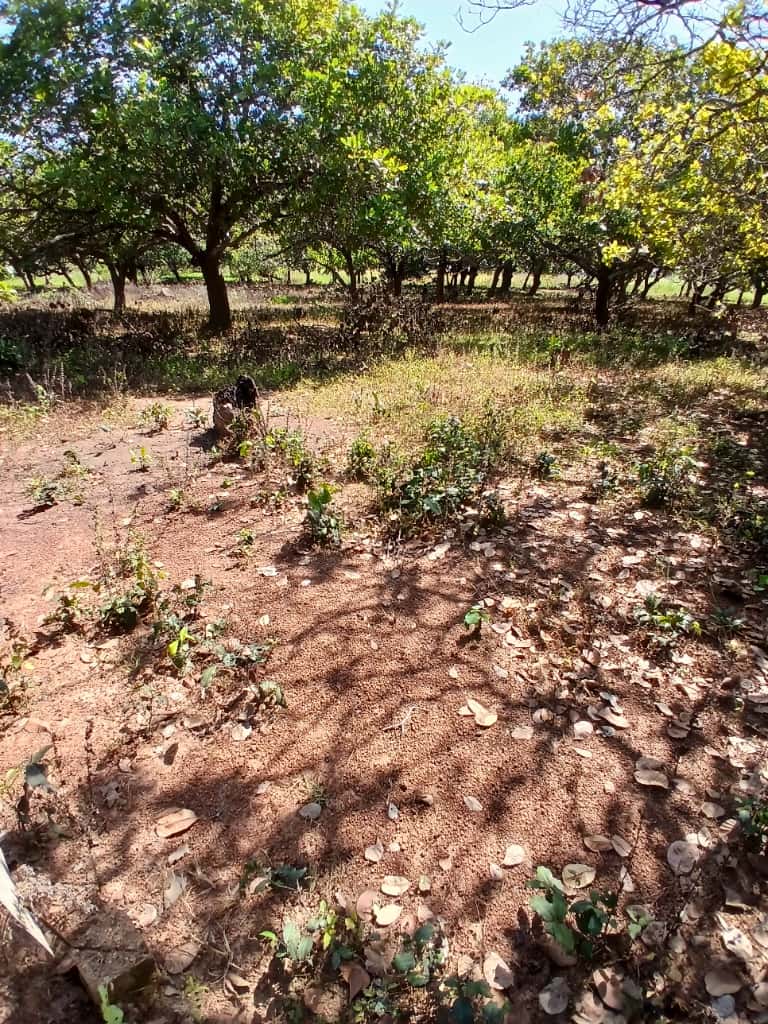 Un lot de 600m² en vente à 1.600.000f du côté de Lenivogo